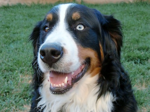 bernese mountain puppies for adoption zoey rescue for bernese mountain dogs bernese mountain puppies for adoption zoey rescue for bernese mountain dogs