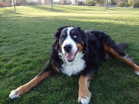 bernese mountain puppies oregon zoey rescue for bernese mountain dogs bernese mountain puppies oregon zoey rescue for bernese mountain dogs